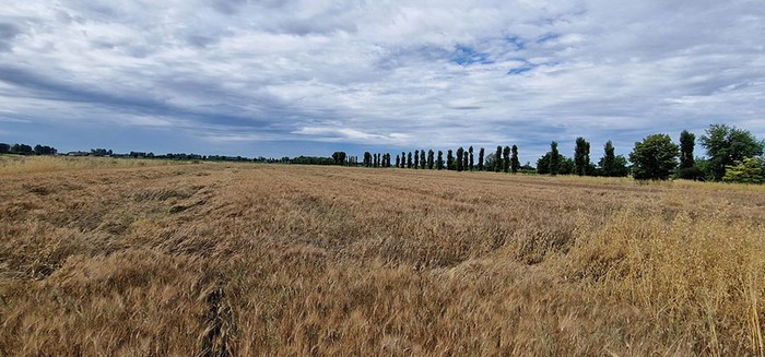 Grano: Cia Puglia, bene Piano controlli. Ora tocca a Granaio Italia