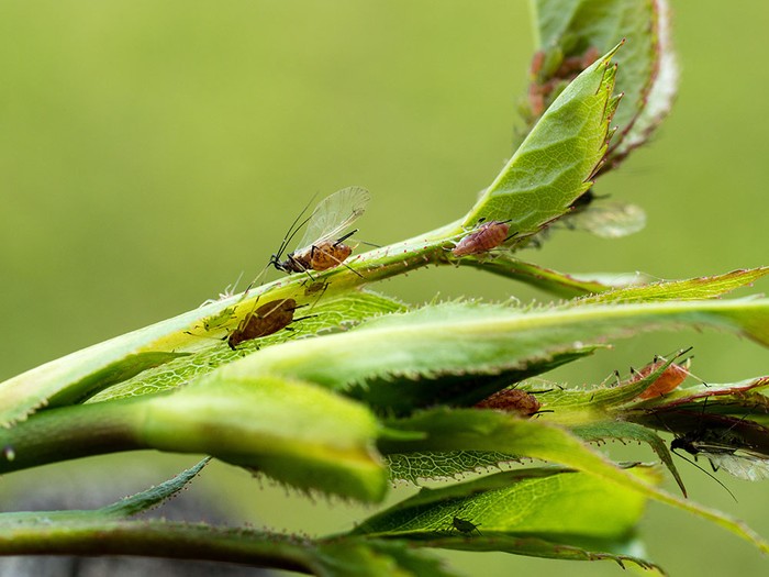 SANA: Cia, il biocontrollo deve diventare una priorità dell’Europa agricola