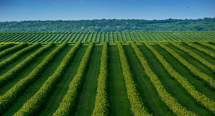 Cia Basilicata: presentato il Piano agricolo alimentare 2024-2027