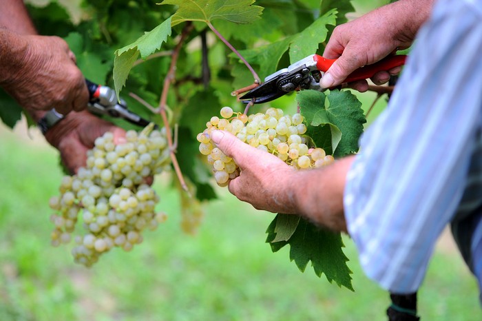 Vendemmia: buone premesse in vigna, raccolta posticipata al Centro-Nord