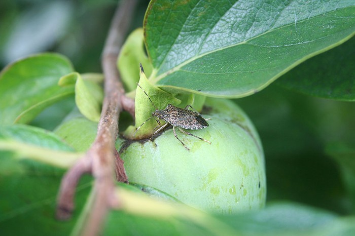 Cimice asiatica: ok dal Mite al Piano nazionale 2021 di controllo biologico