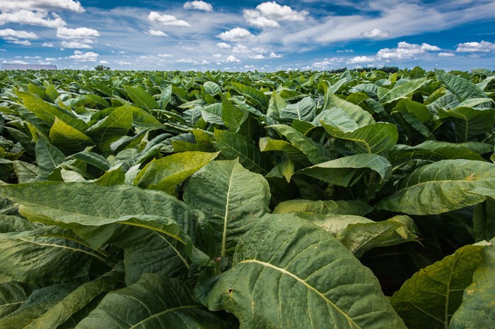 Tabacco: BAT Italia investe per ridurre il gap digitale del settore