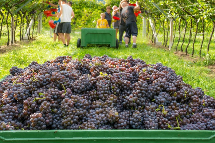 Vigneto Italia più forte della siccità. Vendemmia 2022 a 50,2 mln di ettolitri