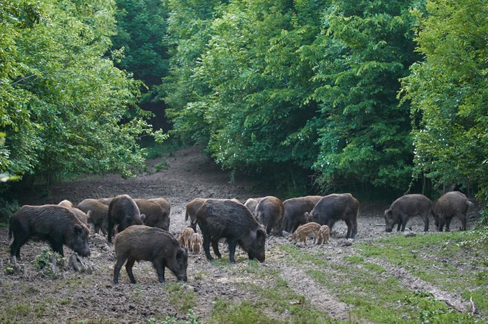 Fauna selvatica: Cia Levante a confronto con il Ministro Costa