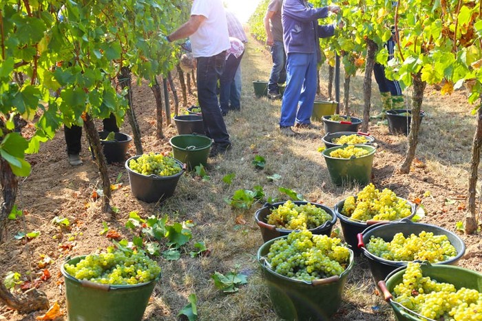 Vendemmia: clima brucia 9% raccolto. 44,5 mln di ettolitri nel 2021