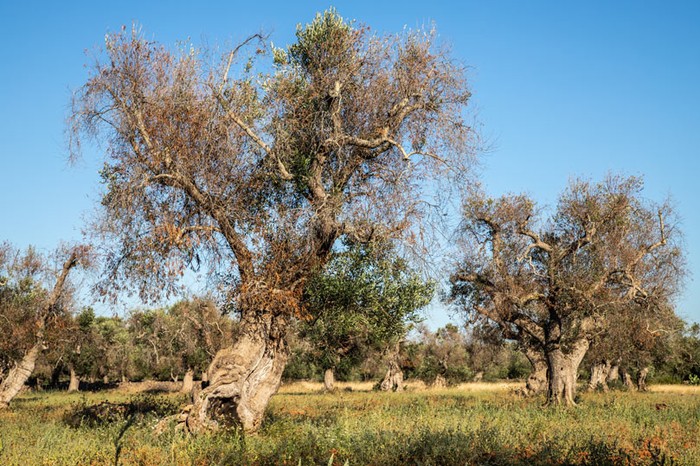 Xylella: via libera ad altri 190 mln del Piano per la rigenerazione olivicola