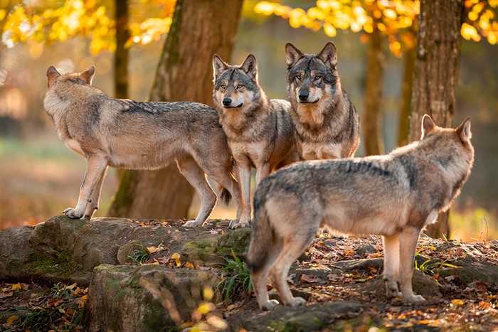 Fauna selvatica: Cia, bene proposta di legge Pd su prevenzione danni lupo