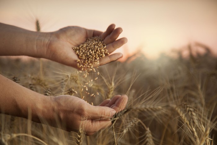 In Italia cresce la coltivazione di grano duro, scende il mais